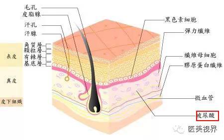 玻尿酸 玻尿酸